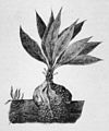 Die Gartenlaube (1883) b 389 1.jpg Fig. 3. Rumph’s „rothes Mierennest“