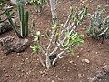 Euphorbia squarrosa (Madeira, Funchal, Botanikus Kert)