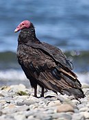 C. a. falklandicus of C. a. jota Puerto Montt, Chili