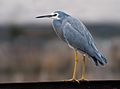 White-faced Heron (Egretta novaehollandiae), non-breeding plumage