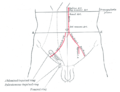 Front of abdomen, showing surface markings for arteries and inguinal canal.