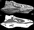 Fossile de Miomancalla howardi (Mancallinae)