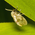 Psychodomorpha/ Psychodidae (kisubi-nondo Psychoda sp.)