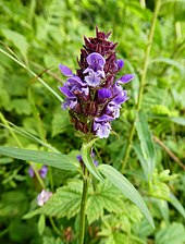 Harilik käbihein (Prunella vulgaris)