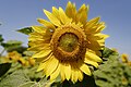 Fleur de tournesol en gros plan.