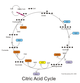 Citric acid cycle pathways