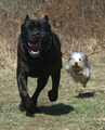 Image 1The difference in overall body size between a Cane Corso (Italian mastiff) and a Yorkshire terrier is over 30-fold, yet both are members of the same species. (from Domestication of the dog)