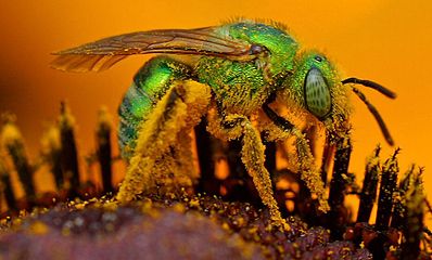 Agapostemon sp.