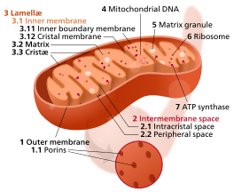 Mitochondrion mini.svg