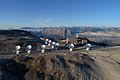 The NOEMA observatory, located on the Plateau de Bure in the French Alps