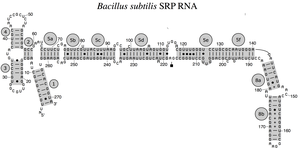 Bacterial SRP RNA (6S RNA) from Bacillus subtilis