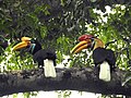 Dua ekor rangkong Sulawesi (Rhyticeros cassidix) di Cagar Alam Gunung Tangkoko Batuangus, Sulawesi Utara.