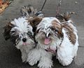 Image 29Two Shih Tzu puppies (from Puppy)