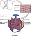 Microscopic anatomy of the liver