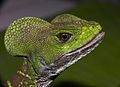 Common Basilisk (Basiliscus basiliscus)