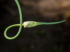 総苞に包まれた花序と花茎