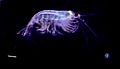 In situ image of feeding Antarctic krill. Visible is a green spit ball and a green fecal string, important components of the biological pump.