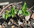 種子から発芽した芽