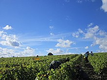 Hand harvest in Vouvray