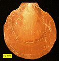 Školjka Ammusium cristatum iz pliocena na Cipru.