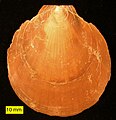 Amusium cristatum ex Pliocaeno Cypri