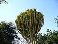 Euphorbia ingens, Zimbabwe