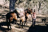 Pack horse with soft-sided panniers