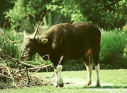 Banteng