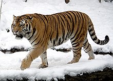 Siberian tiger at the Leipzig Zoological Garden