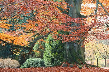 Buk lesní (Fagus sylvatica)