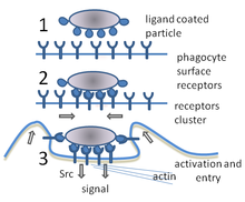 A cartoon: 1. The particle is depicted by an oval and the surface of the phagocyte by a straight line. Different smaller shapes are on the line and the oval. 2. The smaller particles on each surface join. 3. The line is now concave and partially wraps around the oval.[21]