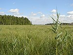 Rivne Nature Reserve