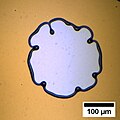 Rim instability in the case of a thicker (200 nm) polystyrene film.