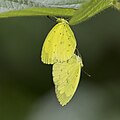 E. h. solifera mating