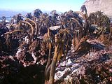 Photo of speckled rocks, and various irregularly-shaped animals