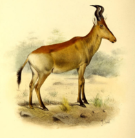 Lichtenstein's hartebeest