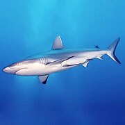 Carcharhinus amblyrhynchos, un chondrichthyen