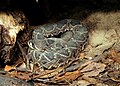 Eastern diamondback rattlesnake