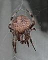 Hentz orbweaver