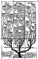 Arbre généalogique monophylétique des organismes selon Haeckel (1866)[14].