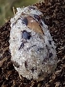 Pellet of a common kingfisher