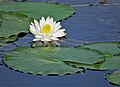 White Water Lily