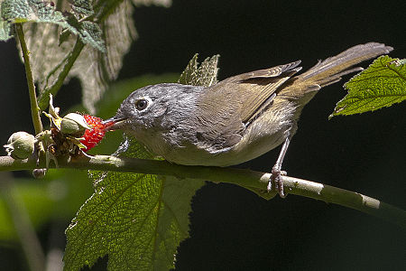 Nepal Fulvetta (Alcippe nipalensis)