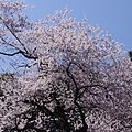 虎尾桜（福智山���腹）