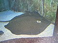 Honeycomb whiptail ray