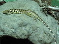 Tupinambis teguixin, gold tegu or Colombian tegu