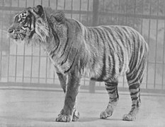 Captive Malayan tiger in London Zoo