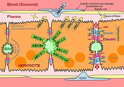 Schematic of hepatocyte polarization, showing proteins localized to the basolateral and apical surfaces of the hepatocyte, referred to as the sinusoidal and canalicular membranes, respectively