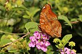 File:Autumn leaf (Doleschallia bisaltide) Bali I.jpg