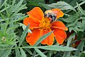 Akkerhommel lichte vorm op Tagetes patula